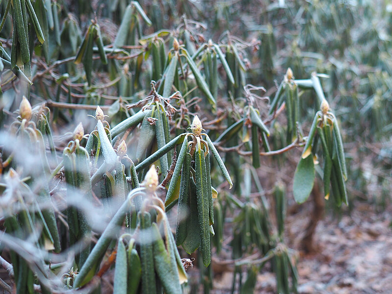 Rododendru kopšana ziemas laikā