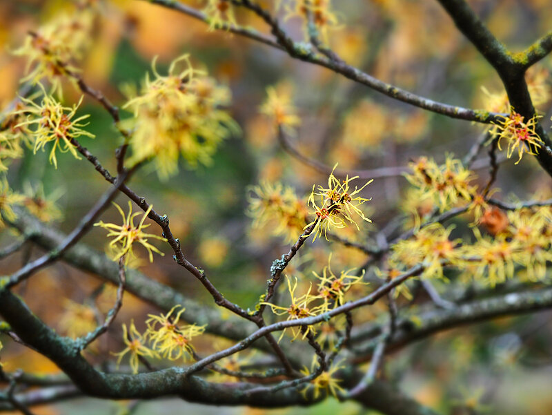 Burvjlazda un ginks rudens zeltā